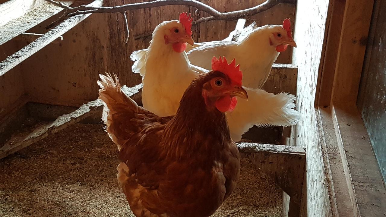 הלה Klara'S Farm Holidays מראה חיצוני תמונה