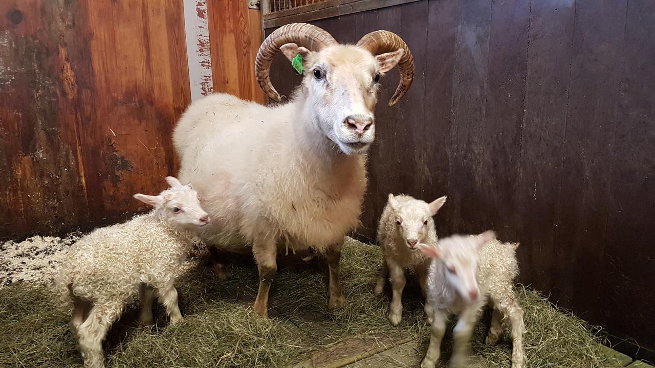 הלה Klara'S Farm Holidays מראה חיצוני תמונה